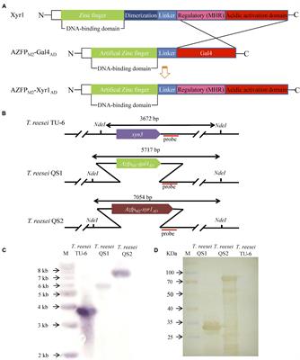 Engineering the Effector Domain of the Artificial Transcription Factor to Improve Cellulase Production by Trichoderma reesei